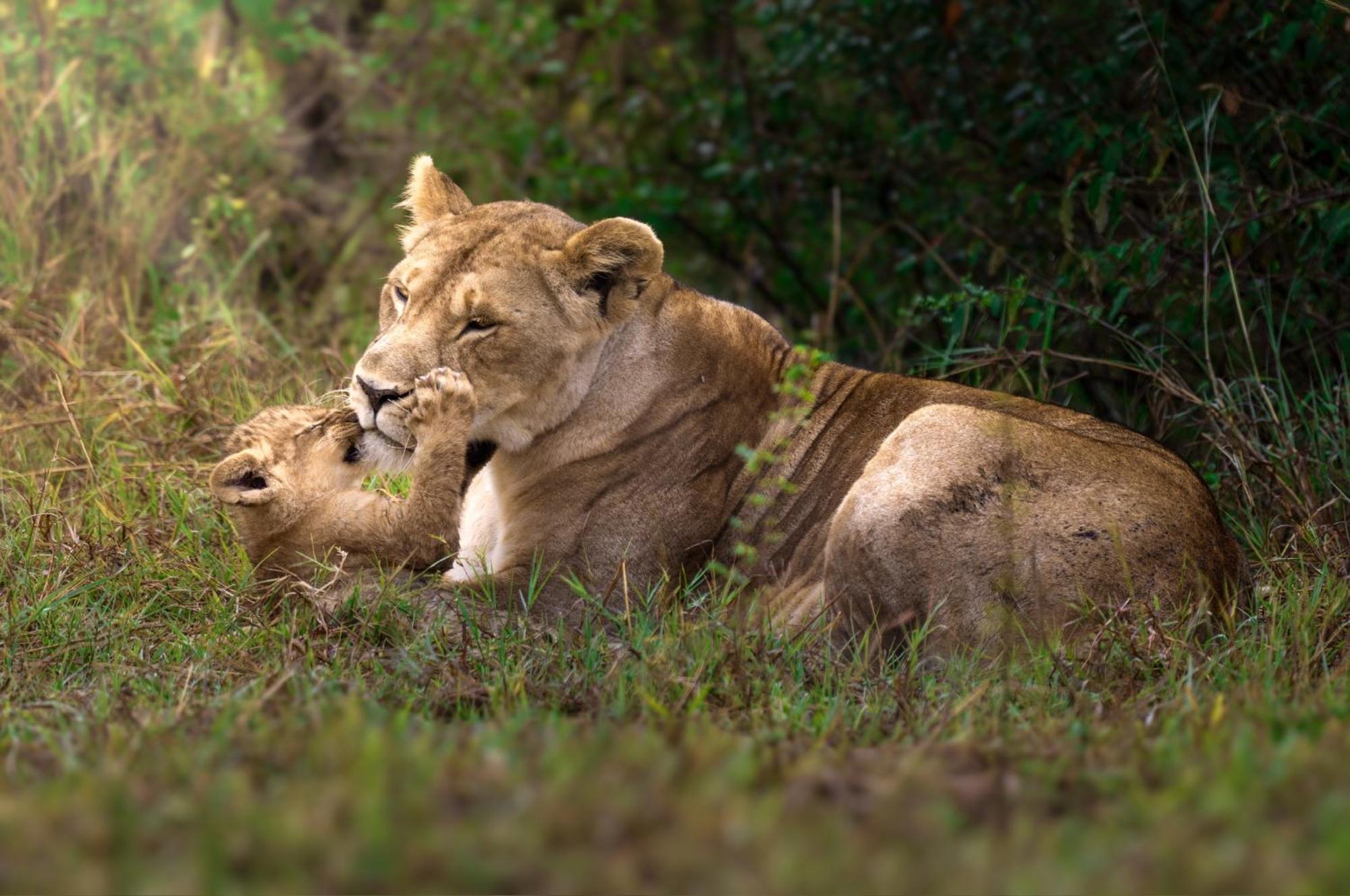Olkinyei Mara Tented Camp Talek Exterior photo
